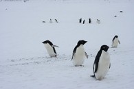 antarctica