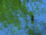 pollutedlake