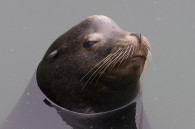 sealion