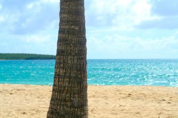 vieques, puerto rico, tree, beach