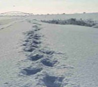 footsteps in snow