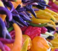 The Heat Seeker: ‘Between Unseemly and a Little Slutty’