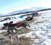 The Iditarod: Worth the Work It Takes to Follow It