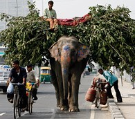 Elephant on Delhi Road, India
