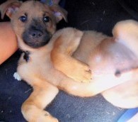 What We Loved This Week: Bad Roadside Puns, Puppy’s First Roadtrip and ‘The Runaway Jury’