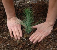 Volunteer plants tree in national park
