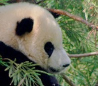 Notes From an Unofficial Tourist Greeter