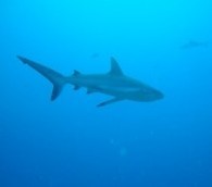 What We Loved This Week: Son Jarocho, the Ottawa Public Library and the BBC’s ‘World of Business’