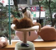 What We Loved This Week: Cat Cafes, Robert Service and ‘Transsiberian’