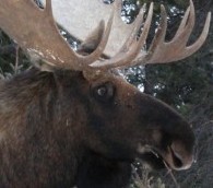 What We Loved This Week: El Ataneo Grand Splendid, Iraqi Kurdistan, Moose and More