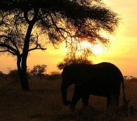 Safaris: Saviors of the Printed Word?