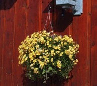 Remove Cute English Hanging Baskets, Save the Planet?