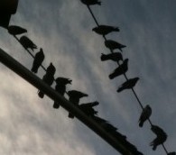 What We Loved This Week: Porter Airlines, Dave Eggers and More