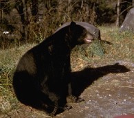 Happy 75th to the Great Smokies