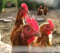 San Francisco Hen