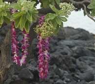 May Day Is Lei Day in Hawaii