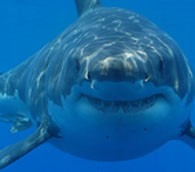 No Shark Dives Here, Say Oahu Residents