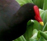 Maui vs. the Moorhen