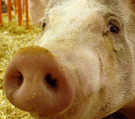 Pork on the Pali: Prohibited