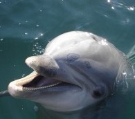 ‘The Cove’ Takes Aim at Dolphin Encounters