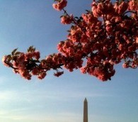 What We Loved This Week: Cherry Blossoms, Branston Pickle and the Best Dateline Ever