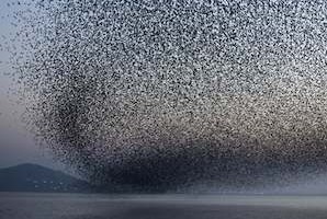 Photo You Must See: Flocking to Geumgang Lake, South Korea