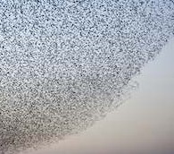 Photo You Must See: Flocking to Geumgang Lake, South Korea