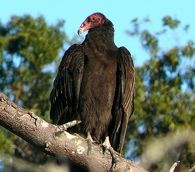 Vulture Tourism and the Allure of ‘Pre-Disastered Destinations’