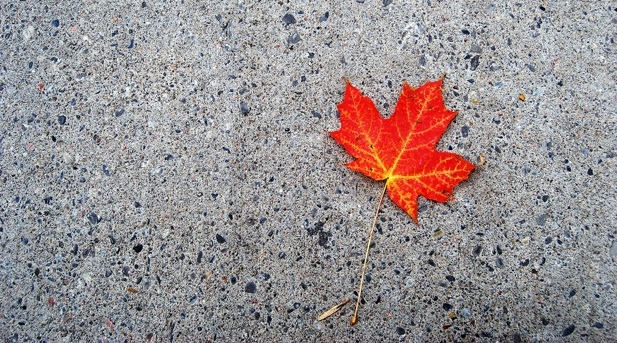 Canada+maple+leaf