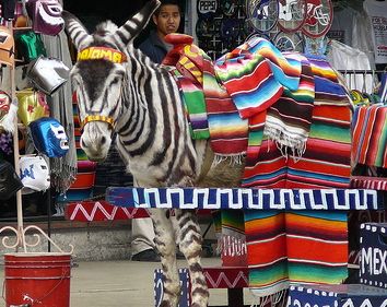 Tijuana Zonkey, striped donkey