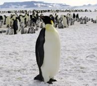 A Visit With the Emperors