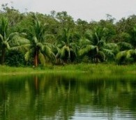 What We Loved This Week: Chicago, Ken Burns and Sundarbans National Park