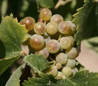 Wine and Dumplings: An Overlooked Match?