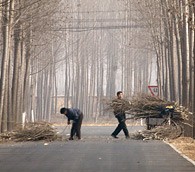 beijing firewood