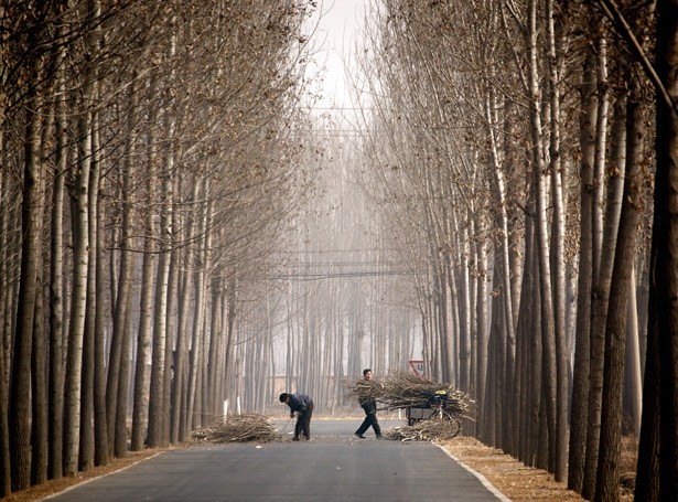 beijing firewood