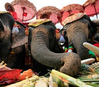 Elephants Thailand