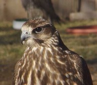 Falcons, Gulls and Clams at Kennedy Airport