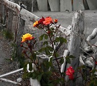 Interview With Nicholas Gill: Life in Chait�n, Chile, a Year After the Eruption