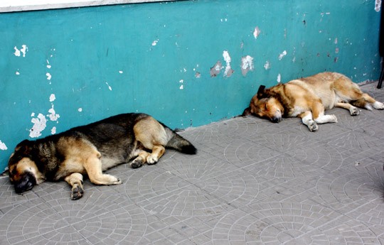 Buenos Aires Caminito