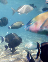 fish don't get seasick