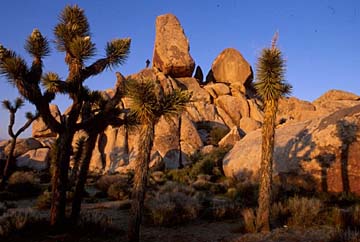 Joshua Tree, California