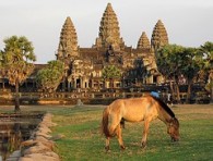 angkorhorse