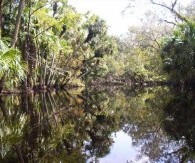 Mullet in the Treetops