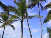 palmtrees