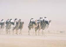 tunisia camels